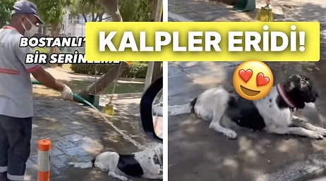 Pamuk Gibi Olduk! Sıcaktan Bunalan Sokak Köpeğini Sulayarak Serinleten Koca Yürekli Belediye Çalışanı