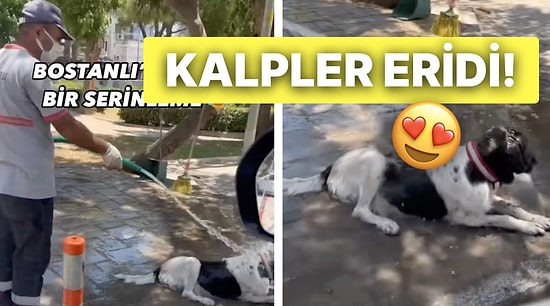 Pamuk Gibi Olduk! Sıcaktan Bunalan Sokak Köpeğini Sulayarak Serinleten Koca Yürekli Belediye Çalışanı