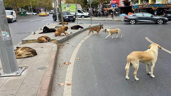 Uzun süredir gündemde olan sahipsiz sokak hayvanlarına ilişkin düzenlemede sona gelindi. Sahipsiz hayvanlarla ilgili TBMM’ye sunulan yasa, 17 maddeden oluşuyor. Teklif kabul edilirse bu hayvanlardan saldırgan olan, bulaşıcı veya tedavi edilemeyen hastalığı bulunan ya da sahiplenilmesi yasak olan hayvanlara yerel yönetimlerce "ötanazi" yapılacak.