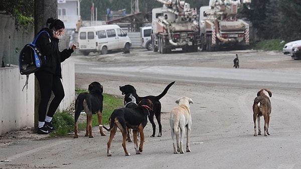 AK Parti milletvekillerinin imzasını taşıyan Hayvanları Koruma Kanunu'nda Değişiklik Yapılmasına Dair Kanun Teklifi, Vahit Kirişci başkanlığında toplanan Tarım, Orman ve Köyişleri Komisyonu'nda görüşüldü. Sık sık tartışmalara sahne olan toplantıda teklifin ilk 3 maddesi kabul edildi.