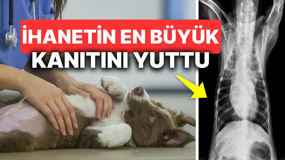 Kocasının İhanetini Köpeğini Veterinere Götürünce Anladı! Köpeğin Yuttuğu Şey Büyük Sırrı Ortaya Çıkardı!