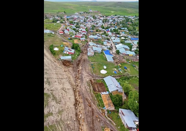 Kars, Sarıkamış'ta otladıktan sonra eve dönen ineklerin kendi evlerin rahat bir şekilde buldukları anlar done ile görüntülendi.