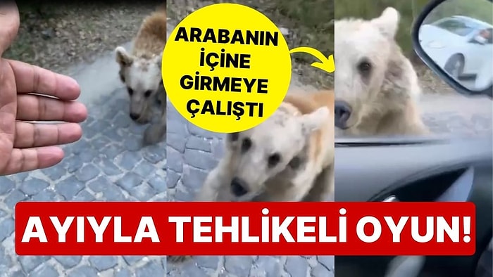 Ayıyla Tehlikeli Oyun! Araç Sürücüsü Saldırıdan Son Anda Kurtuldu