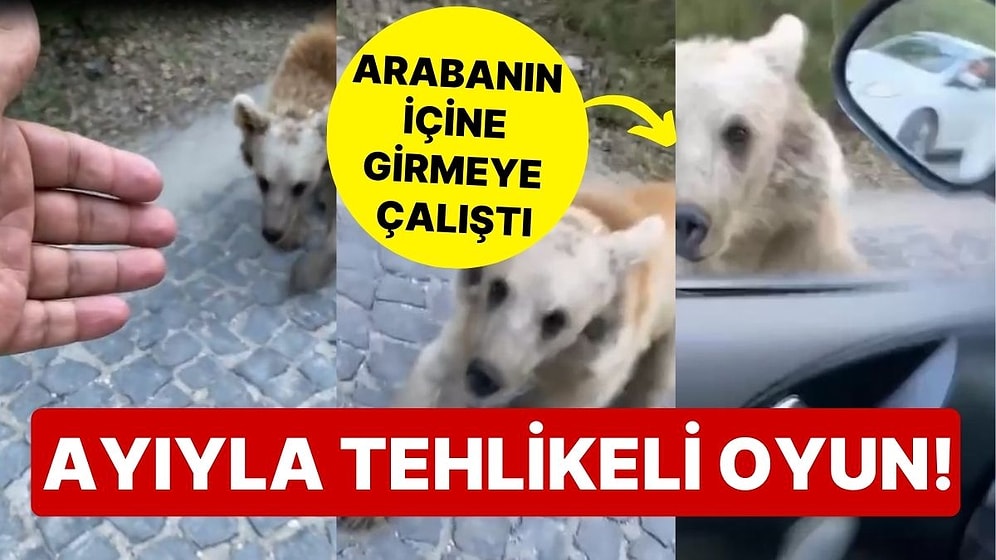 Ayıyla Tehlikeli Oyun! Araç Sürücüsü Saldırıdan Son Anda Kurtuldu