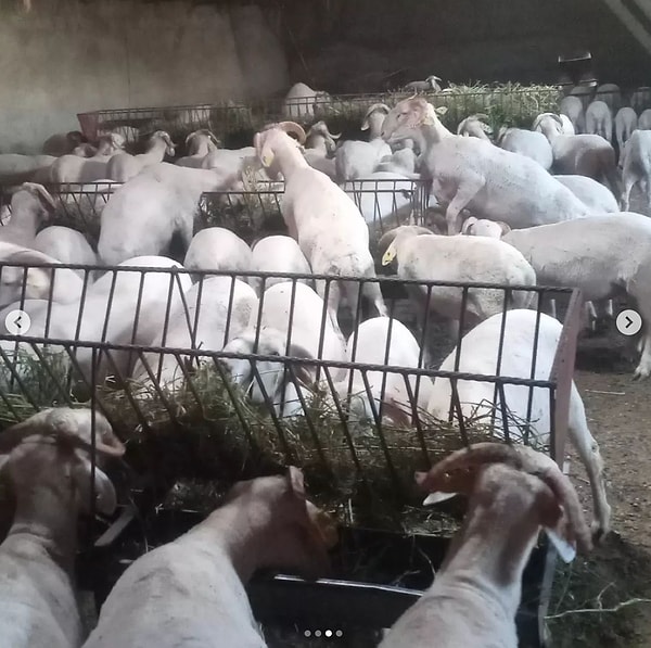 Meğer annesi köyde tarlada çalışmaya gidince yalnız kalan Ayşe, kendi başımın çaresine bakayım, derken yemekle haşır neşir olmuş. Böyle hayaller kurmaya başlamış.