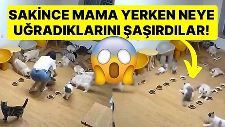 Arkadaşlarıyla Mama Yiyen Kedilerin Yıldırım Düşmesi Sonrası Çil Yavrusu Gibi Dağıldığı Anlar