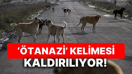 Sokak Hayvanları Yasa Tasarısında Geri Adım: Ötanazi/Uyutma Olmayacak