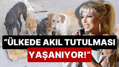 Süperstar da Tepki Gösterdi: Ajda Pekkan'dan Sokak Hayvanları Yasasına "Akıl Tutulması" Vurgusu!