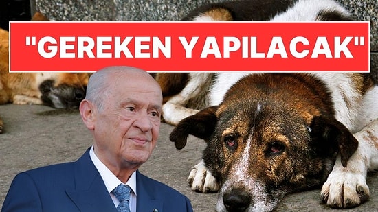 MHP Lideri Devlet Bahçeli Sokak Hayvanları Hakkında Konuştu: ''Türk Milleti Köpekleri Dost Kabul Eder''