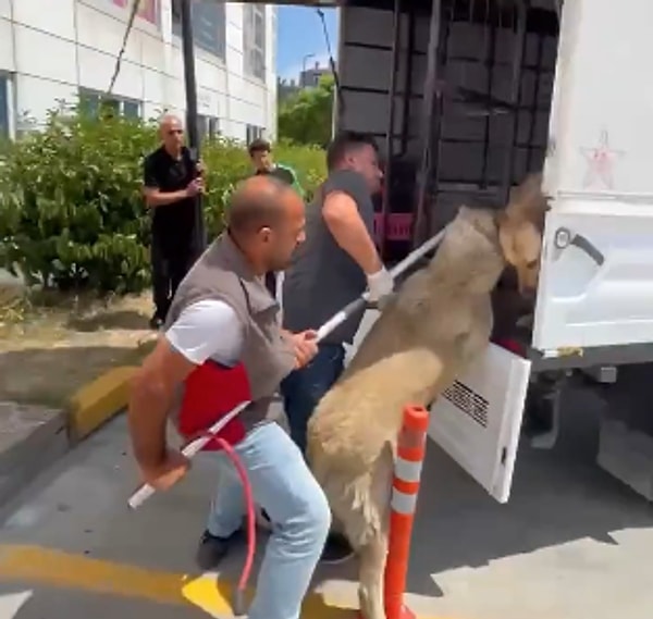 Paylaşılan videoda, belediye çalışanlarının sokak köpeklerini topladığı görüldü.