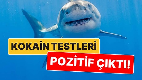 Dışkı İhtimalinin Üzerinde Duruluyor: Brezilya Kıyılarındaki 13 Köpek Balığının Kokain Testi Pozitif Çıktı!