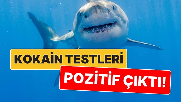 Dışkı İhtimalinin Üzerinde Duruluyor: Brezilya Kıyılarındaki 13 Köpek Balığının Kokain Testi Pozitif Çıktı!