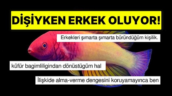 Dişi Doğup Erkeğe Dönüşen Gökkuşağı Balığı Goygoycuların Diline Fena Düştü