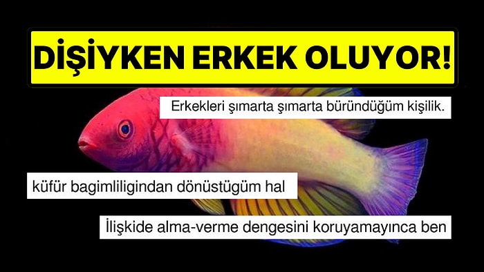 Dişi Doğup Erkeğe Dönüşen Gökkuşağı Balığı Goygoycuların Diline Fena Düştü