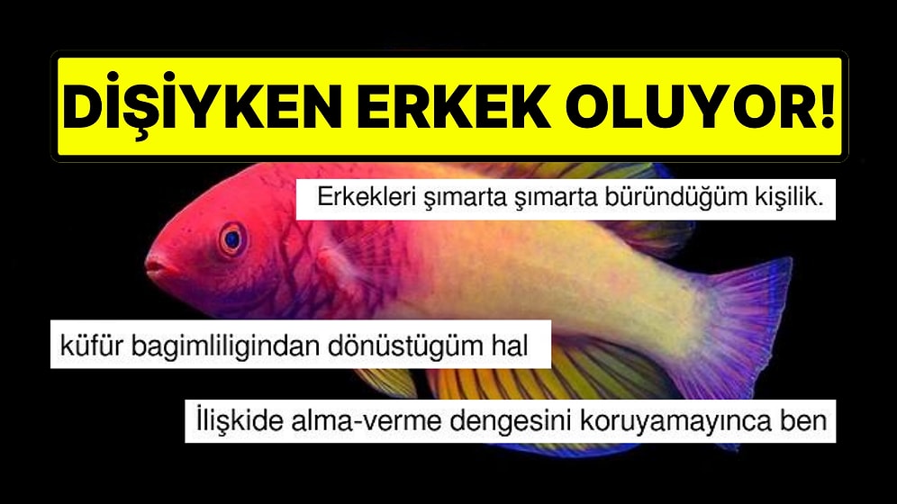 Dişi Doğup Erkeğe Dönüşen Gökkuşağı Balığı Goygoycuların Diline Fena Düştü