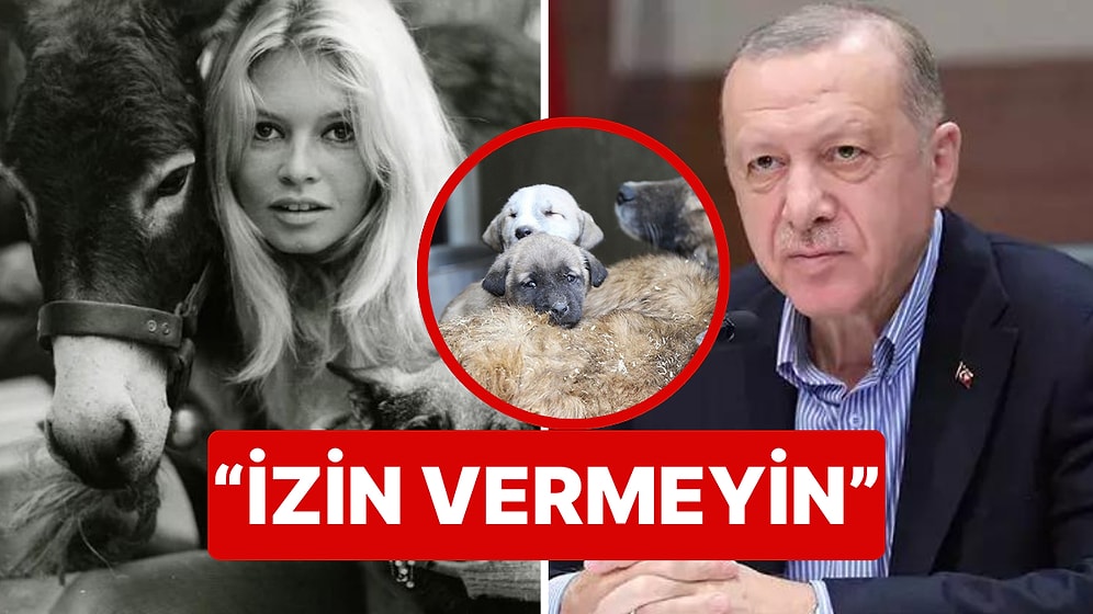 Fransız Hayvan Hakları Savunucusu Brigitte Bardot'dan Cumhurbaşkanı Erdoğan'a Sokak Hayvanları Çağrısı!