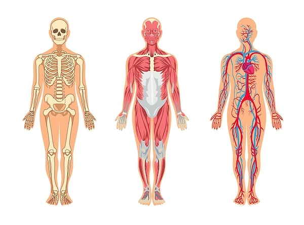 7. Kalça kemiklerinin arasındaki boşluğa ne denir?