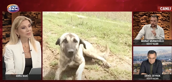 Çinlilerin köpek yediğini söyleyen Muratoğlu, "Öldüreceğimize Çin'e ihraç edelim" dedi.