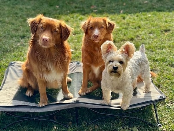 6. Katlandığında yer kaplamayan açık hava etkinliklerinizde yanınızda kolaylıkla taşıyabileceğiniz, köpeğinizi yerden uzak ve serin tutan bir köpek yatağı.