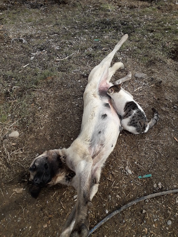 Sırnaşık kedi, önce usul usul anne köpeğin yanına gitti ve ardından karnına masaj yapmaya başladı.