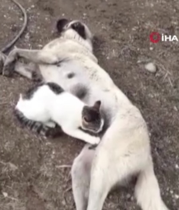 Kedilerin meşhur masajları karşısında hepimiz mest olurken anne köpek de epey keyifli olmalıydı ki sütannelik de yaptı.