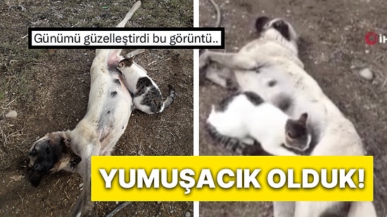 Tunceli’de Kediye Sütannelik Yapan Köpek O Anlarıyla Kalpleri Eritti