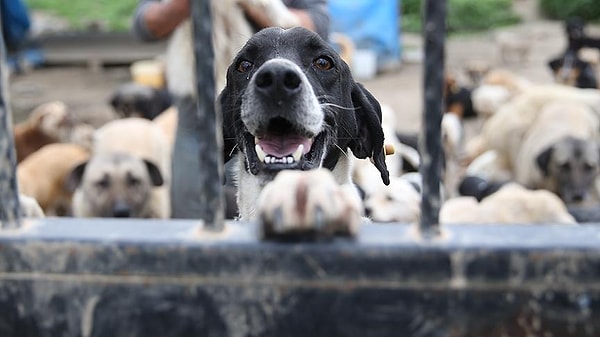 Geçtiğimiz günlerde bir belediyenin henüz yasa Resmi Gazete’de yayımlanmadan sokak köpeklerini toplamaya başladığı iddia edilmişti.