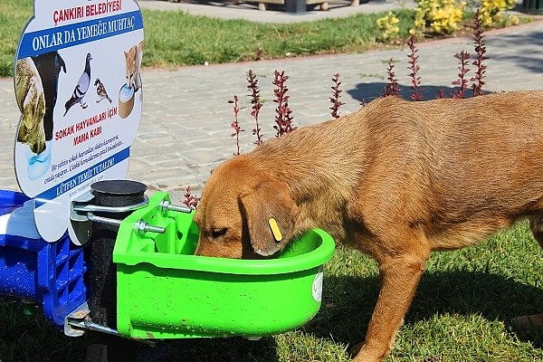 Peki vatandaşlarımız, sokak hayvanları hakkında ne düşünüyor?