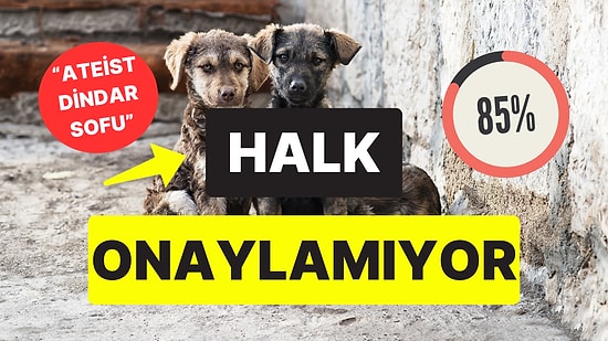 Toplumun Yüzde 85'i Karşı: Vatandaşlarımız Sokak Hayvanları Düzenlemesi Hakkında Ne Düşünüyor?