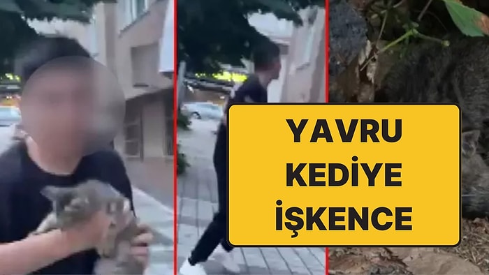 Sokak Hayvanına İşkenceye Gözaltı: Yavruyu Kediyi Balkona Attılar