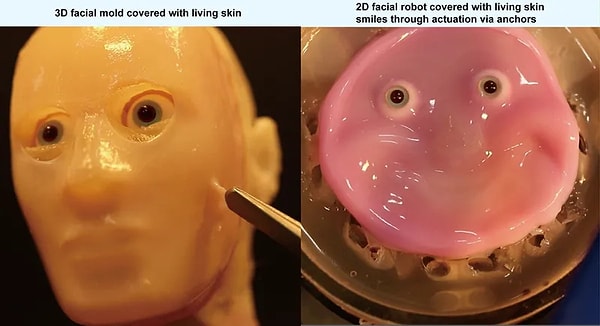 Recently, new human skin that can be transferred to robots has been developed.