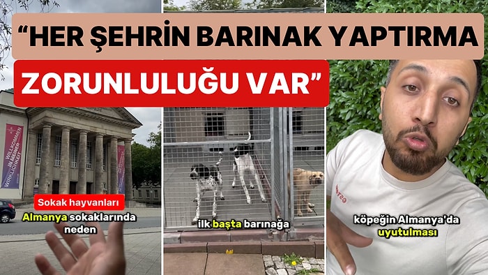 Almanya'da Yaşayan Gurbetçi Tüm Detayları Paylaştı: Almanya Sokak Köpekleri ile İlgili Nasıl Bir Yol İzliyor?