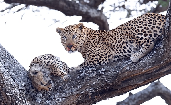 1. Öldürdüğü çitayı yiyen erkek leopar