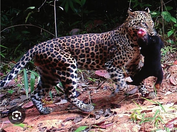 3. Bir leoparın ayı yavrusunu yemesi