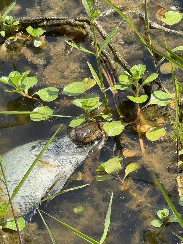 9. Su Yılanı öğle yemeğinde Crappie suşisinin tadını çıkarıyor