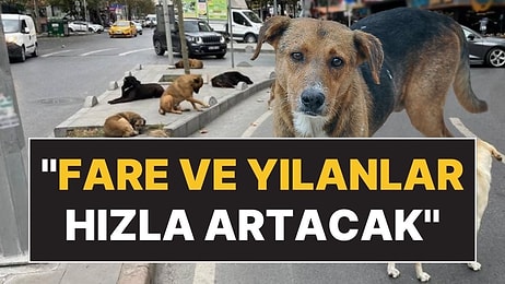 Veterinerler, Sokak Köpekleri İçin Milletvekillerine Çağrı Yaptı: Tehlikeyi Anlattılar!