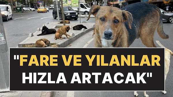 Türk Veteriner Hekimleri Birliği, milletvekillerine sokak köpekleri düzenlemesi için 'hayır' oyu kullanma çağrısı yaptı. Ötanaziye açık kapı bırakıldığını savunan veterinerler, köpeklerin sokaktan toplanması için uygun şartların da oluşmadığı yönünde görüş bildirdi. Veterinerler ayrıca sokak köpeklerinin gitmesiyle fare ve yılan popülasyonun artacağı konusunda uyarı yaptı.