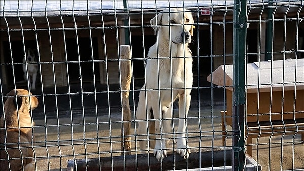 Tarım, Orman ve Köyişleri Komisyonu Başkanı Vahit Kirişçi, 4 milyon hayvanın 105 bin kapasiteli barınaklarda nasıl barınacağı sorusuna, "Bu kanun yürürlüğe girdiği andan itibaren belediyeler 4 yıl içinde belirlenen bütçeyi ayırarak bu barınakları yapacaklardır” ifadelerini kullandı.