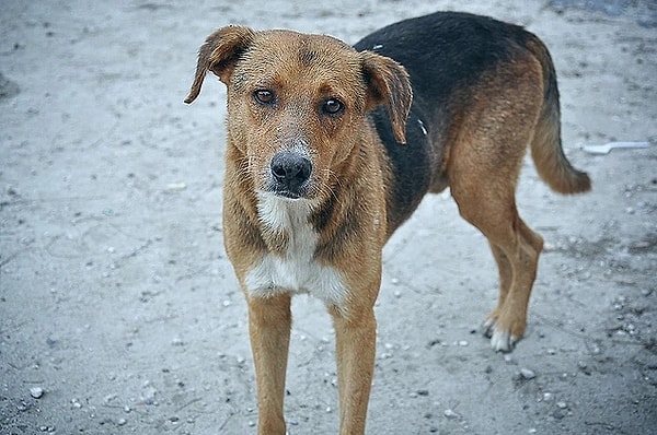 Teklifin 5. maddesi, sokak köpeklerinin öldürülmesinin yolunu açtığı gerekçesiyle eleştiriliyor. Tartışmalar devam ederken CHP Genel Başkanı Özgür Özel'den de dikkat çeken açıklamalar geldi.