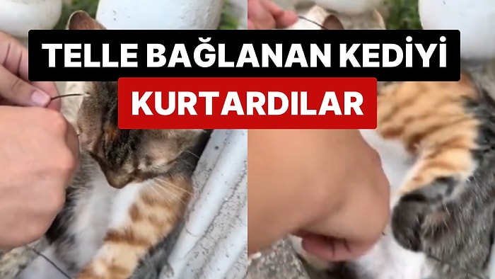 Vicdan Yoksunu Kişiler Tarafından Telle Bağlanan Yavru Kediyi Kurtaran Gençler İsyan Etti