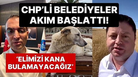 CHP'li Belediyeler Sokak Hayvanları Yasası'na Karşı Akım Başlattı: 'Elimizi Kana Bulamayacağız'