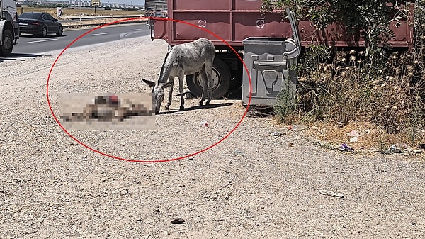 Bismil ilçesi Sanayi Mahallesi Karaköprü mevkisinde, 30 Temmuz'da annesiyle yolun karşısına geçmeye çalışan yavru eşek, plakası ve sürücüsü belirlenemeyen aracın çarpması sonucu öldü.