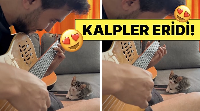 Gitar Sesiyle Mest Olan Tatlı Kedinin Uykuya Daldığı Anlara Kalbiniz Eriyecek