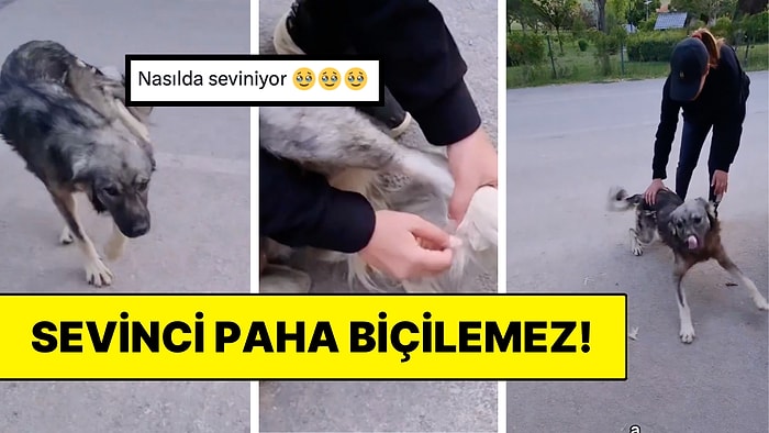 Kuyruğunun Uzun Tüyleri Patisine Takılan Çaresiz Köpeğin Yardım İstediği Anlara Kalbimiz Eridi