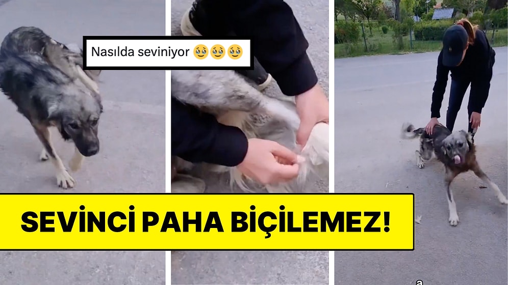 Kuyruğunun Uzun Tüyleri Patisine Takılan Çaresiz Köpeğin Yardım İstediği Anlara Kalbimiz Eridi