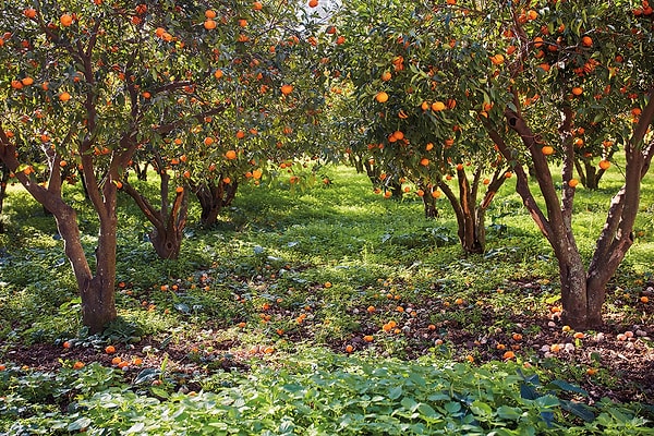 5. Bodrum Mandalinası