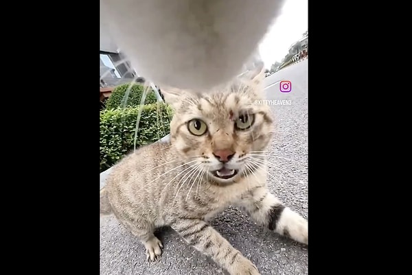 Tasmasına kamera takılan bir kedi sokakta başka bir kediyle kavgaya tutuştu.