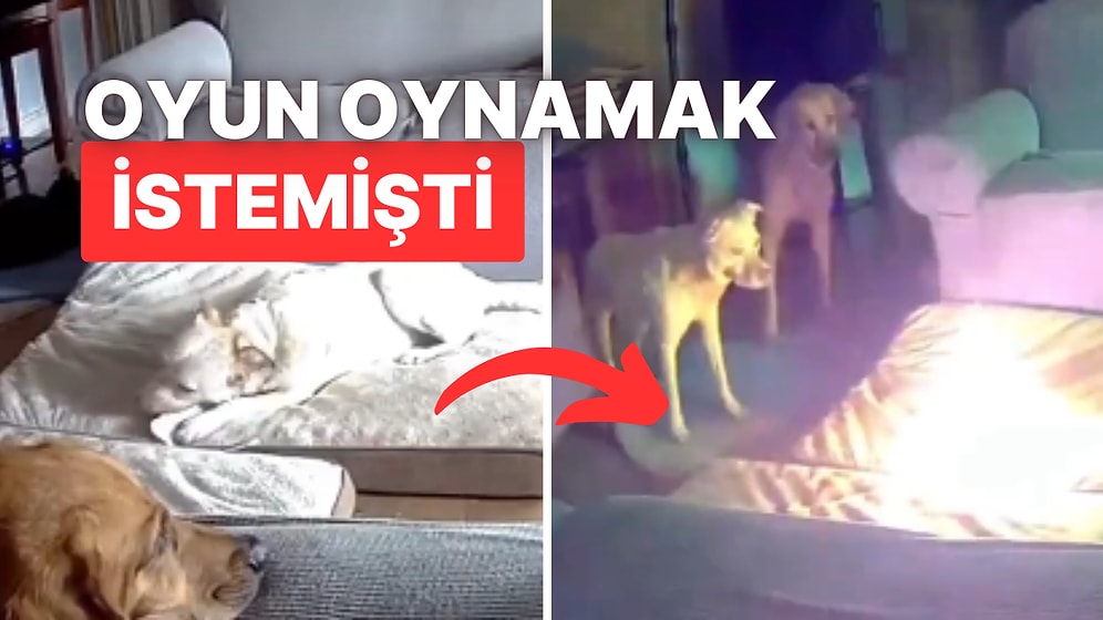 Amerika'da Bir Köpek Pil ile Oyun Oynarken Yangın Çıkmasına Sebep Oldu!