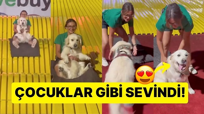 Çocuklar Gibi Sevindi: Sahibiyle Birlikte Kaydırağa Binen Köpeğin Mutlu Anları İçinizi Isıtacak