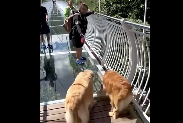 Çin’de cam tabanlı köprüden geçmek isteyen turistler köpeklerini hesaba katmayınca durum biraz karıştı.